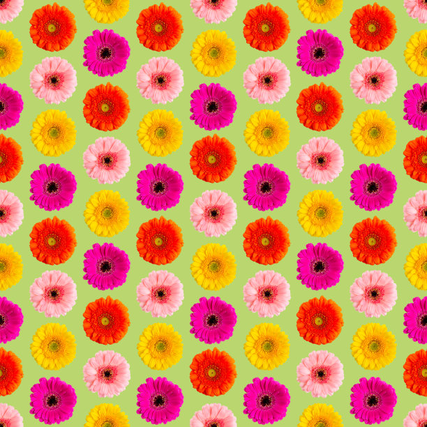 无缝图案的彩色非洲菊在白色的天竺葵照片转换成无缝图案图片下载