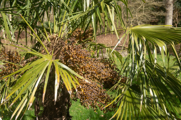 长在英国德文郡乡村花园的一棵中国风车棕榈树(粗面棕榈树)的常青叶和干果图片下载