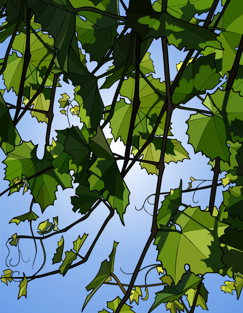 夏天的背景是绿枝上的葡萄图片下载