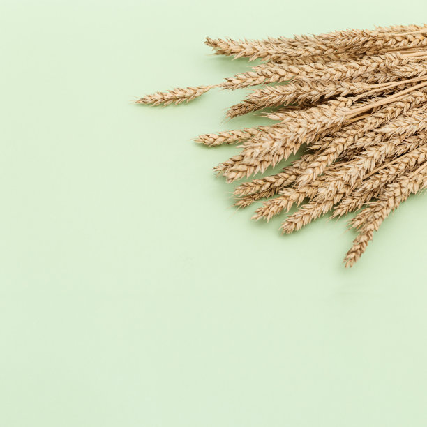 小麦穗近距离。禾谷类作物。丰富收获创意理念。植物自然耳朵的静物图像图片下载