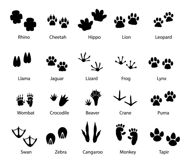 动物和鸟类的足迹，矢量足迹设置图片下载