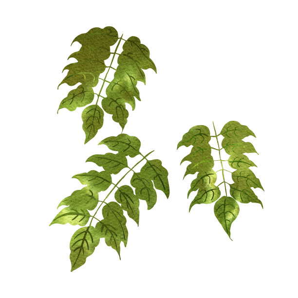 热带植物的叶子。在白色背景上的水彩插图。白色背景上的蕨类叶子。图片下载