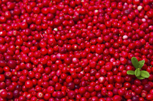 成熟新鲜的草莓。图片下载