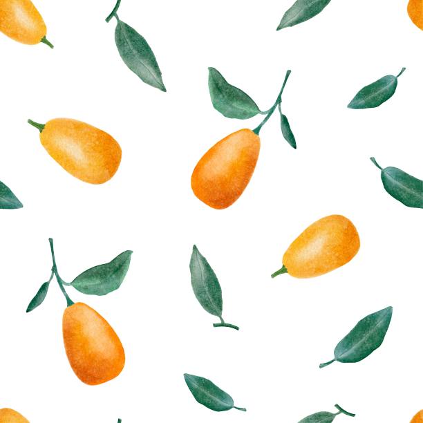 水彩无缝模式的金橘水果和叶子上的白色背景。柑橘类背景。图片下载