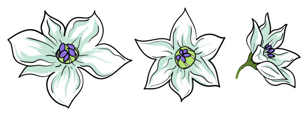 辣椒花集。手绘。水彩画风格。图片下载