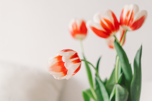 客厅白色的椅子上放着橙色的郁金香。图片下载