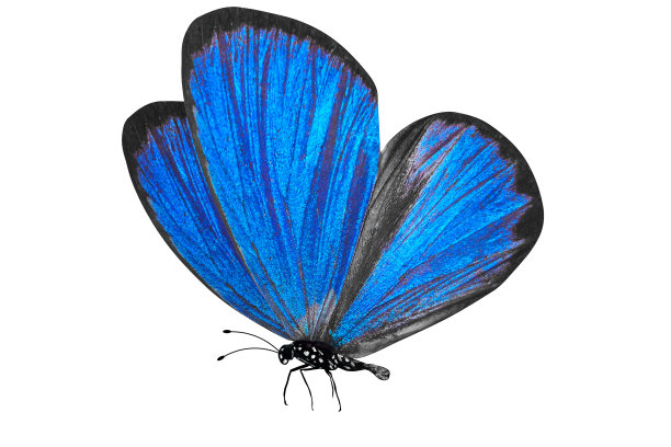 热带蓝蝴蝶。在白色背景上隔离图片下载