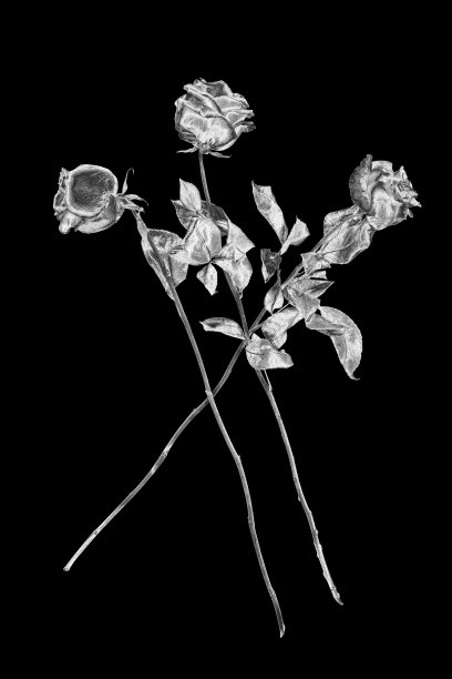 三朵银色玫瑰花黑色背景孤立特写，黑色和白色长茎玫瑰花束，美丽闪亮的灰色金属花和叶子，装饰性花卉设计元素，复古装饰图片下载