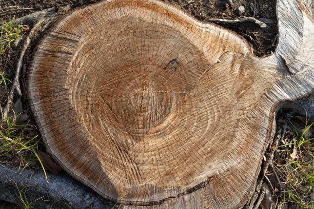 在公园里砍下的一棵树的横截面图片下载