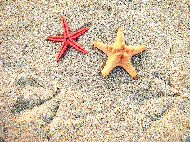 沙滩上有两只海星和两只鸟的痕迹图片下载
