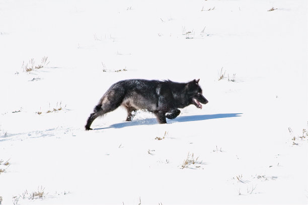 黑狼在深雪中向山上奔跑图片下载