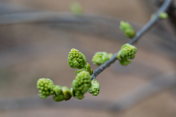 树在春天发芽图片下载