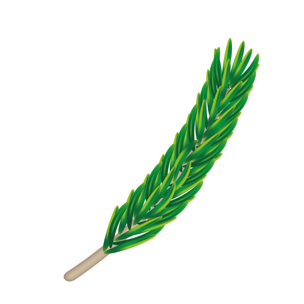 一株植物的特写图片下载