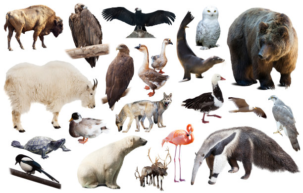 北美动物隔离图片下载