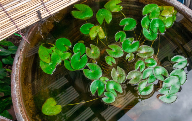 这张照片是一所日本房子花园中漂浮的草图片下载