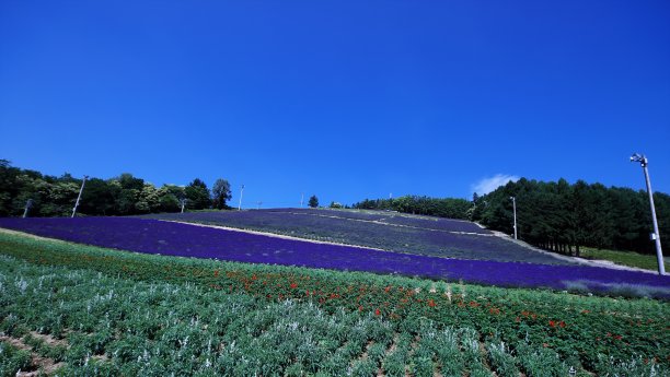 花田由中村镇管理图片下载