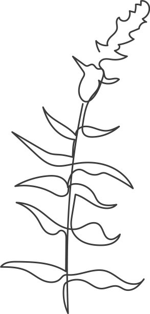 用一条连续的线画出的植物图片下载