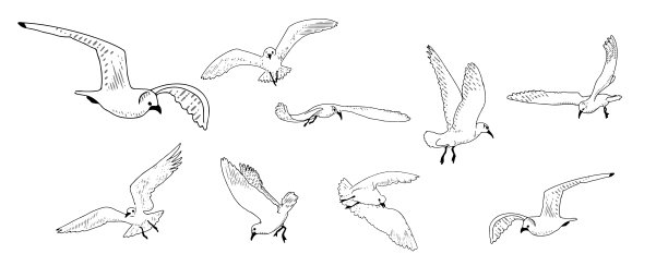 飞行中的海鸥在白色的背景上画一条线图片下载