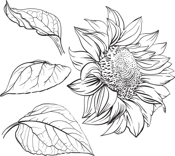 向日葵手绘单色图片下载