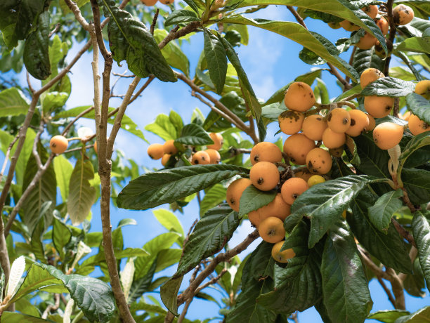 树上满是成熟的枸杞(枇杷)，到处都是准备采摘的大绿叶图片下载