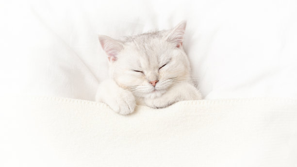 宽幅可爱的白色小猫睡在白色的床上图片下载