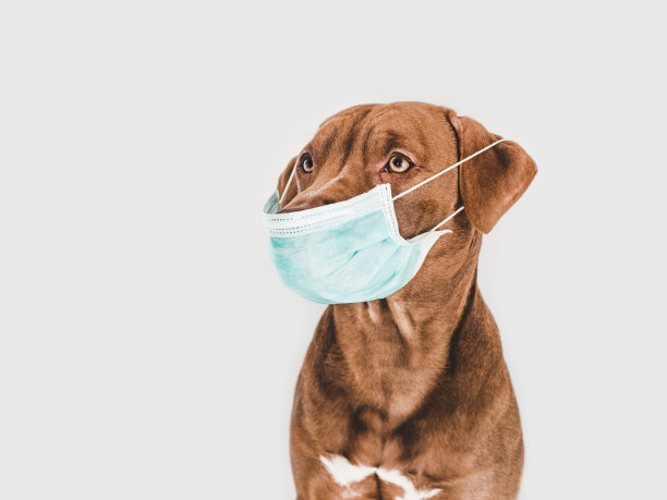 可爱的棕色小狗拿着医用口罩图片下载