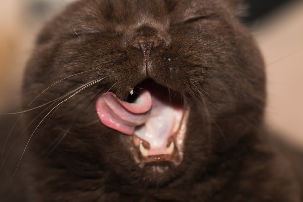 巧克力色的苏格兰折猫图片下载