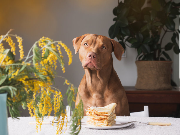 可爱的，漂亮的棕色小狗。特写镜头图片下载