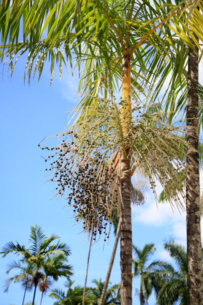 推出巴西莓棕榈树图片下载