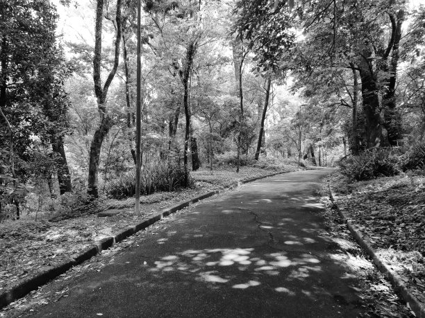 林中小径图片下载