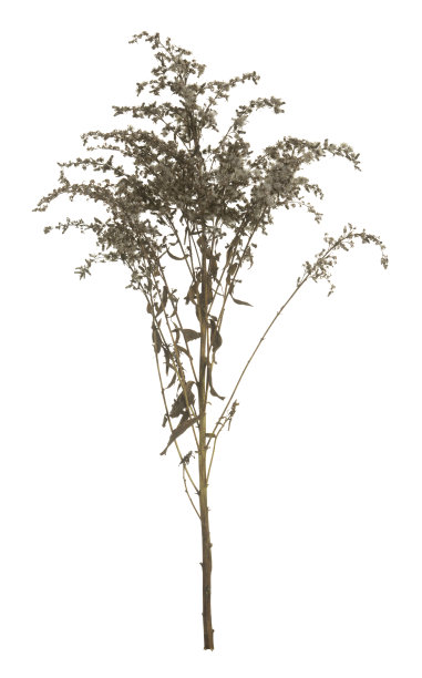 过度盛开的欧洲黄花，黄花一枝黄花，孤立在白色背景上图片下载