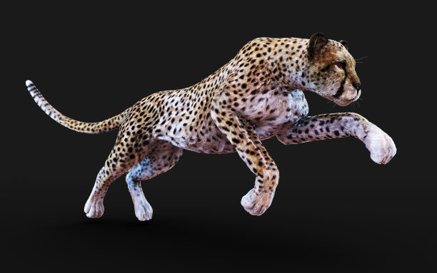 野生猎豹虎。图片下载