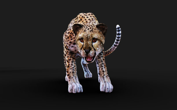 野生猎豹虎。图片下载