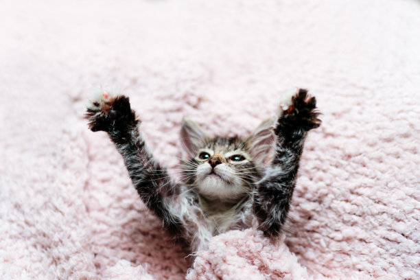 小猫睡图片下载