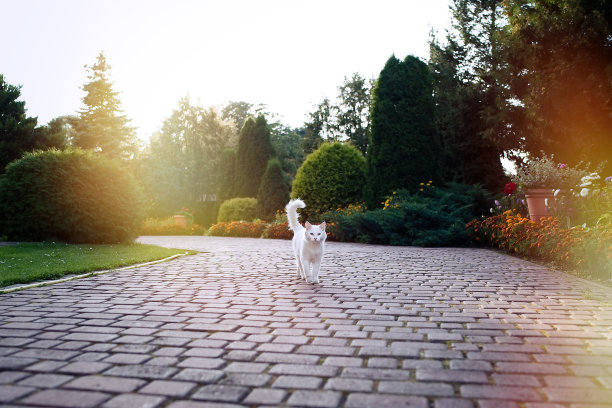 猫在花园里散步图片下载