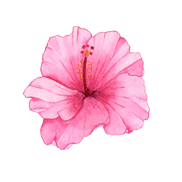 水彩手绘粉红木槿孤立在白色的背景。热带海滩花。夏威夷。图片下载