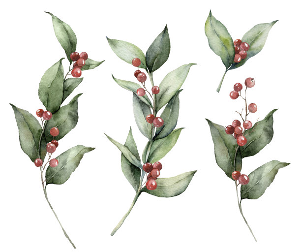 水彩画圣诞与树枝和红浆果。手工绘制的假日绿植孤立在白色的背景。花卉插图设计，印刷，织物或背景。图片下载