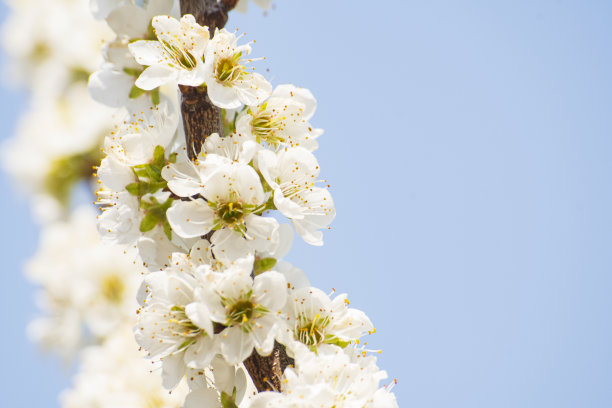 杏花满天图片下载