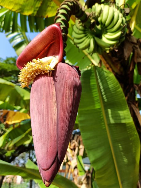 香蕉树的花图片下载