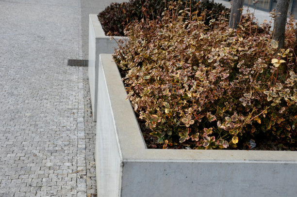 两个灰色的混凝土容器装着立方体形状的花。花盆内的广场上生长着两种黄色和暗红色的常青藤灌木。图片下载