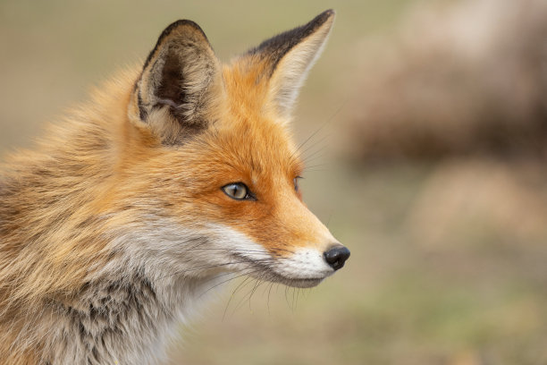 红狐的近照。Vulpes Vulpes图片下载