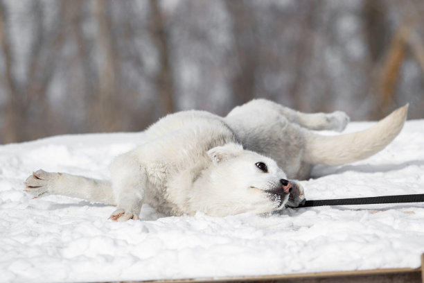 一只可爱的白色小狗躺在雪地里，冬天在外面玩耍。那条狗被皮带牵着玩。在冬季森林的背景上轻快有趣的狗。有趣的小狗。高质量的照片图片下载