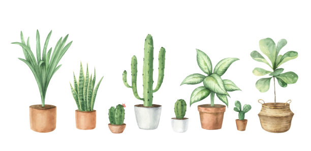 水彩向量设置与家庭植物在陶瓷盆。植物夫人卡。手绘插图装饰，文具，明信片，包装，邀请，厨房和园艺。装饰收集孤立的白色背景。图片下载