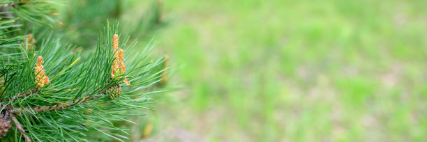 在夏季的绿色自然背景下，松树(樟子松)枝上盛开的花序和年轻的球果。横幅图片下载