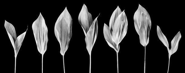 银叶集暗黑色背景孤立特写，灰色金属叶集，花卉设计元素，叶、花枝、植物枝、树枝、嫩芽，自然装饰，图案，边框图片下载