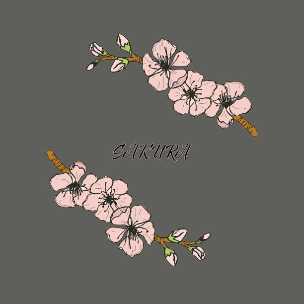 素描樱花一枝小枝上的樱花图片下载