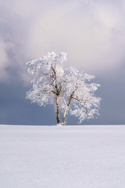 孤独的雪树在梦幻般的冬天风景。非常冷静和极简主义的照片。图片下载