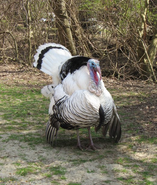 白火鸡，皇家棕榈火鸡图片下载