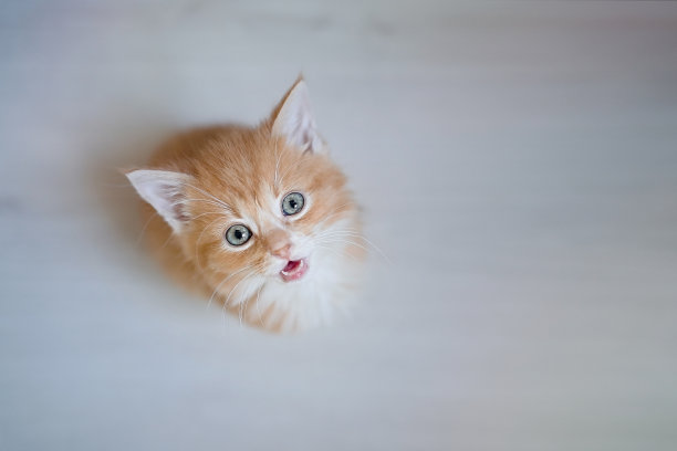 饥饿的小四只小猫在等待食物图片下载