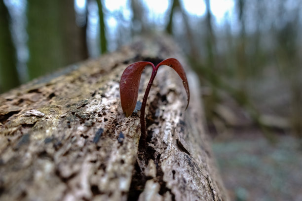 幼植物在老树的树干细节图片下载